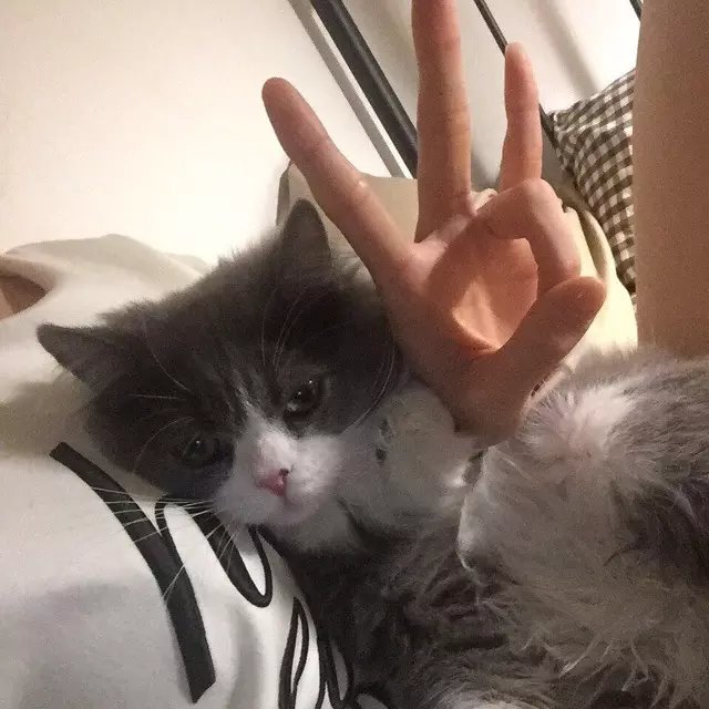 沈绿容琬